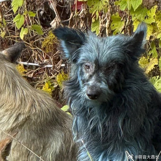 切尔诺贝利蓝狗实为化学沾染，与核辐射无关