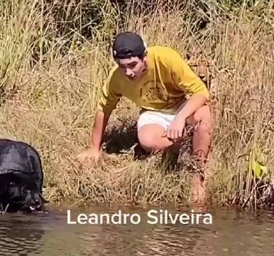 兄弟正随意地和一只黑豹以及一只美洲豹一起游泳呢