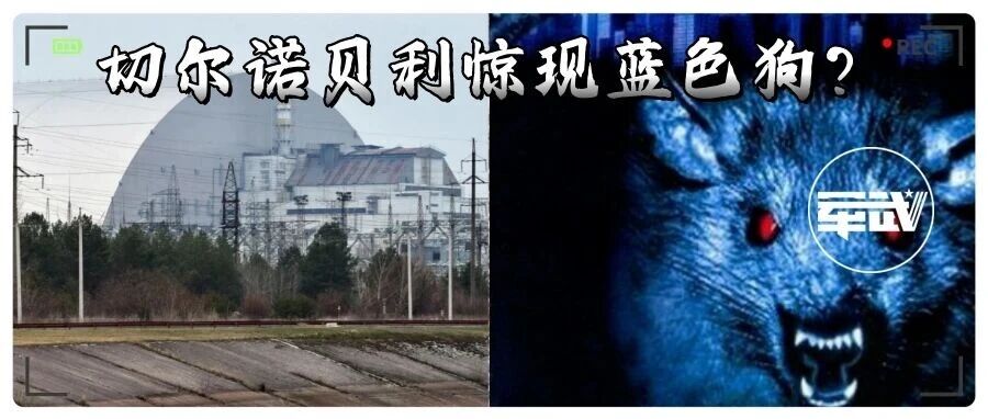突变？切尔诺贝利发现蓝色的狗！是被核辐射变异了吗？