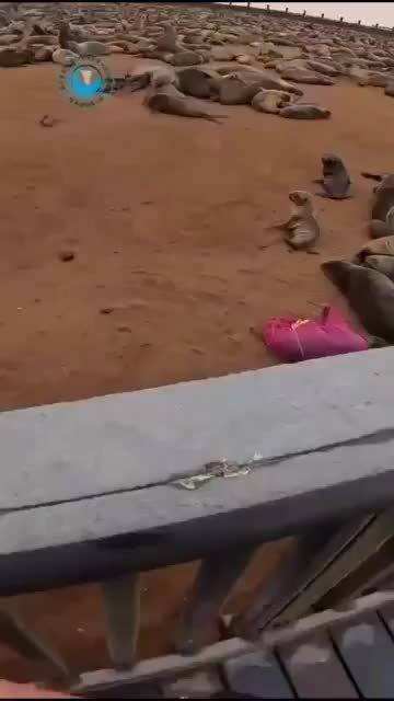 救援人员救下了一只被渔网缠住的海豹