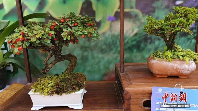图为第四届南方花卉苗木交易会主会场的盆景展示。欧惠兰 摄