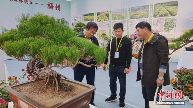 图为第四届南方花卉苗木交易会主会场，评委为广西梧州展区的盆景打分。欧惠兰 摄