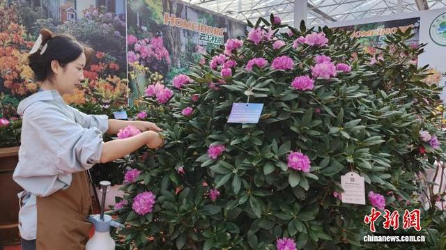 图为第四届南方花卉苗木交易会主会场，贵州展区的高山杜鹃。欧惠兰 摄