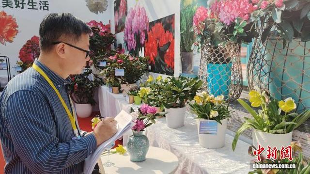 图为第四届南方花卉苗木交易会主会场，评委为兜兰兰花打分。周利朔 摄