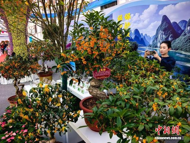 图为第四届南方花卉苗木交易会主会场，桂林展区的金桂桂花。李腾钊 摄