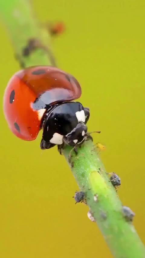 瓢虫实为萌界猎手，一口一个蚜虫显身手