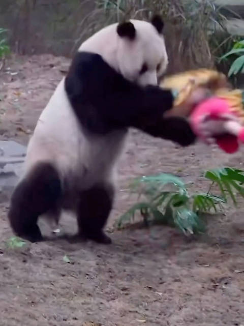 功夫熊猫渝爱训练布娃娃抗摔打