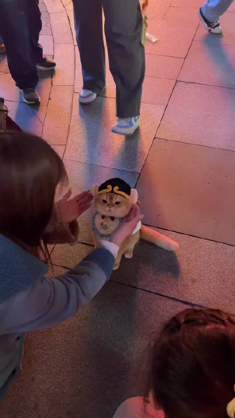 猪咪很不高兴为你服务