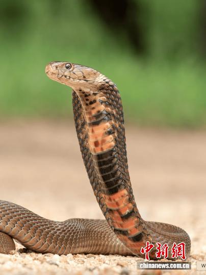 最新研究：纳米技术研发新型抗蛇毒血清在小鼠实验中展现治疗前景