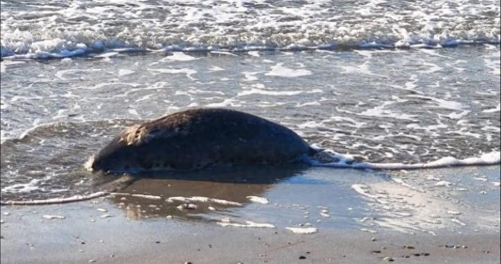 哈萨克斯坦里海沿岸发现百余只死亡海豹