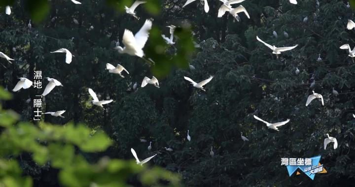 城市中心竟隐藏3万鹭鸟天地？