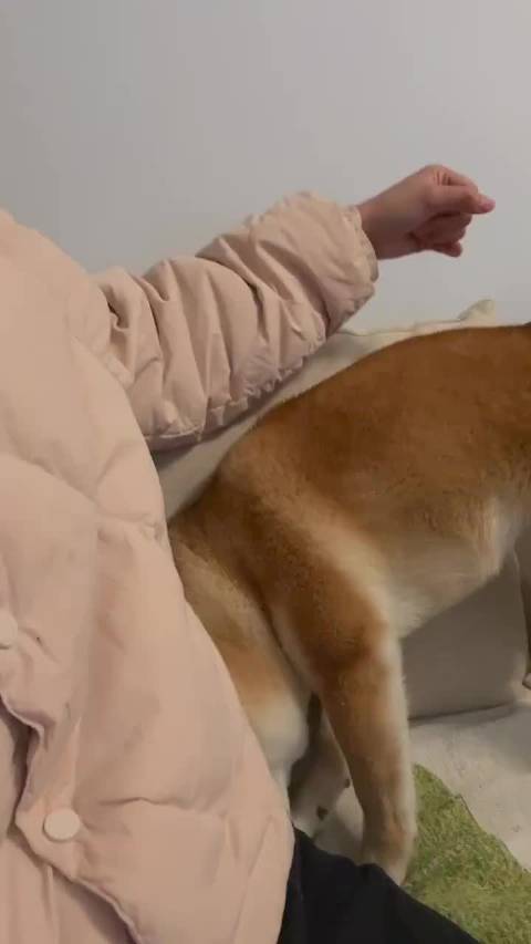 谁能拒绝主动贴贴的狗狗