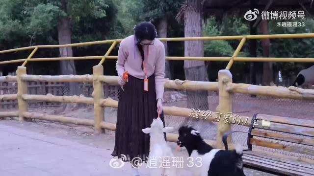 张艺凡摸黄金蟒淡定见羊驼慌张