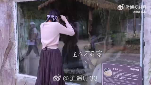 张艺凡淡定玩黄金蟒却怕羊驼躲镜头