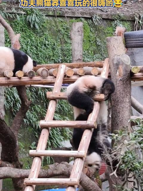 大姐大喜姐秒变功夫熊猫莽喜喜嗨翻全场，喜姐棒棒哒