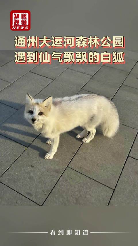 通州大运河森林公园遇到白狐