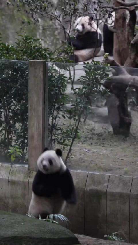 功夫熊猫小爱秀绝技萌翻邻居锅锅星星辰辰