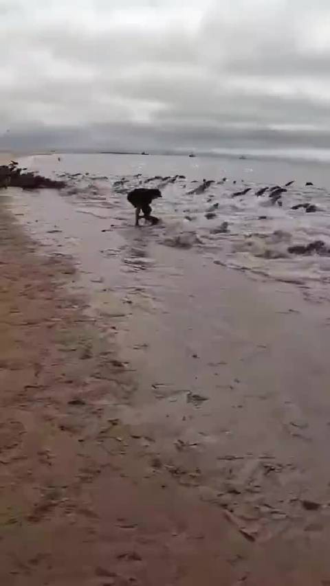 海豹遇到善良的人类了