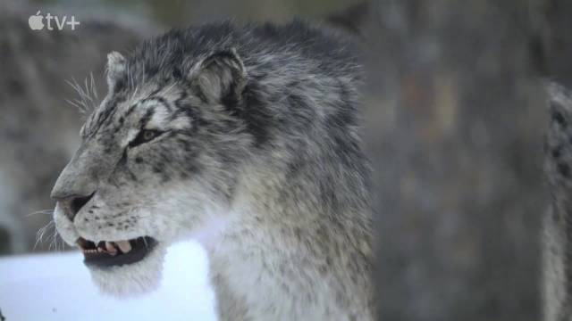 《史前星球》第三季《冰川时代》定档11月26日，抖森旁白汉斯季默配乐