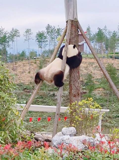 功夫熊猫升谊表演杂技爬树引好奇