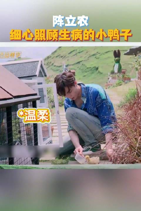 细心照顾小鸭子，好温柔！