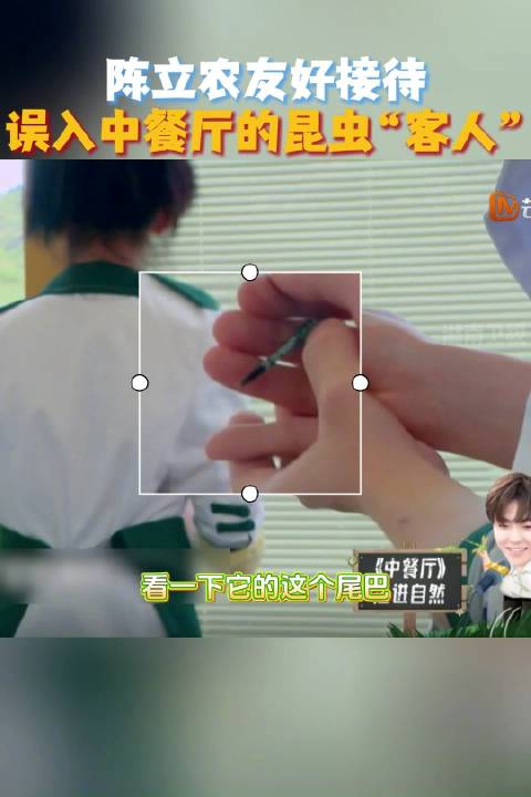 友好接待误入《中餐厅》的“昆虫客人”！