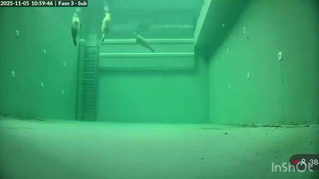 救助机构空泳池训练海豹适应野外生存