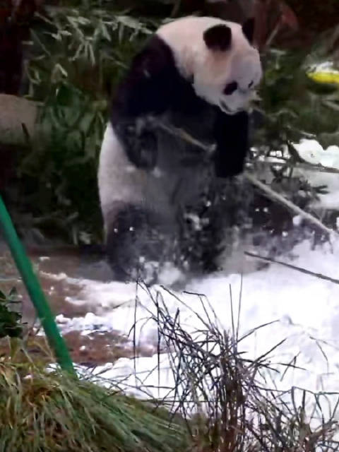 渝爱雪地打拳泡温泉玩竹棍化身功夫熊猫