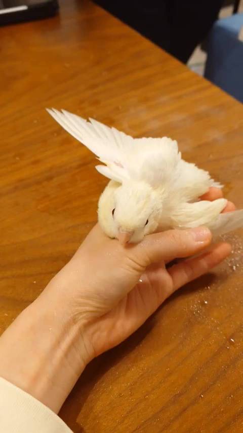 海豹试图翻身未成功画面被拍