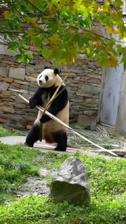 福宝打滚耍棍吃笋萌态十足