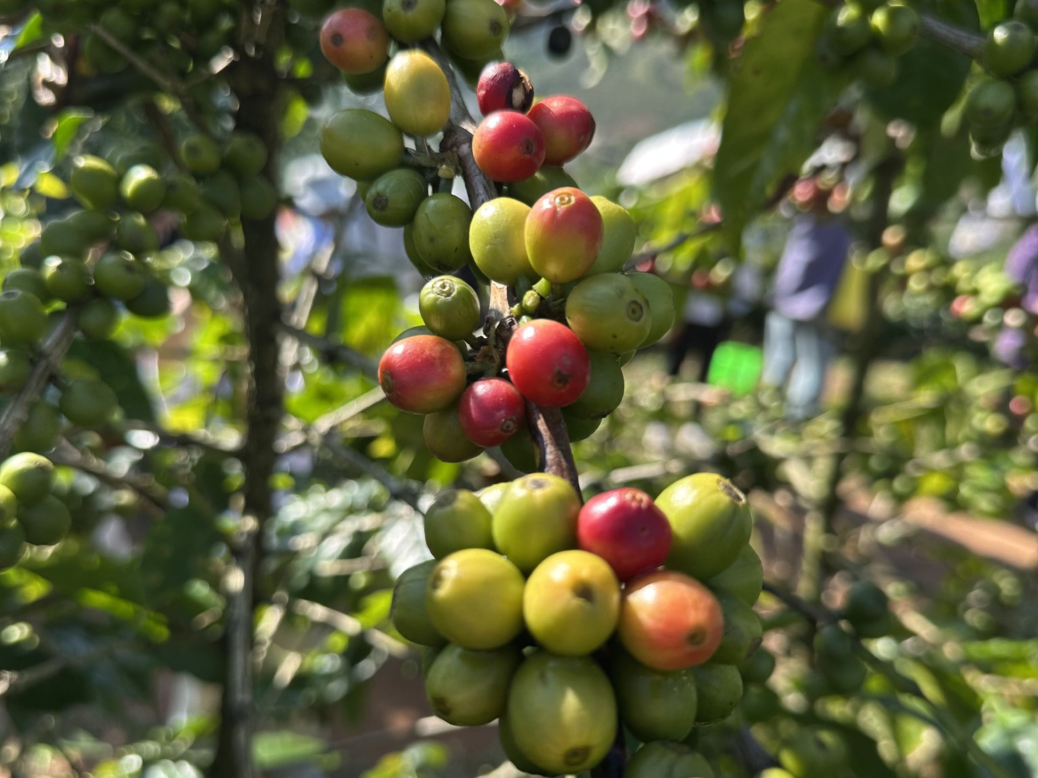 咖啡豆涨价创历史新高:咖农欢呼,咖啡店苦撑降成本