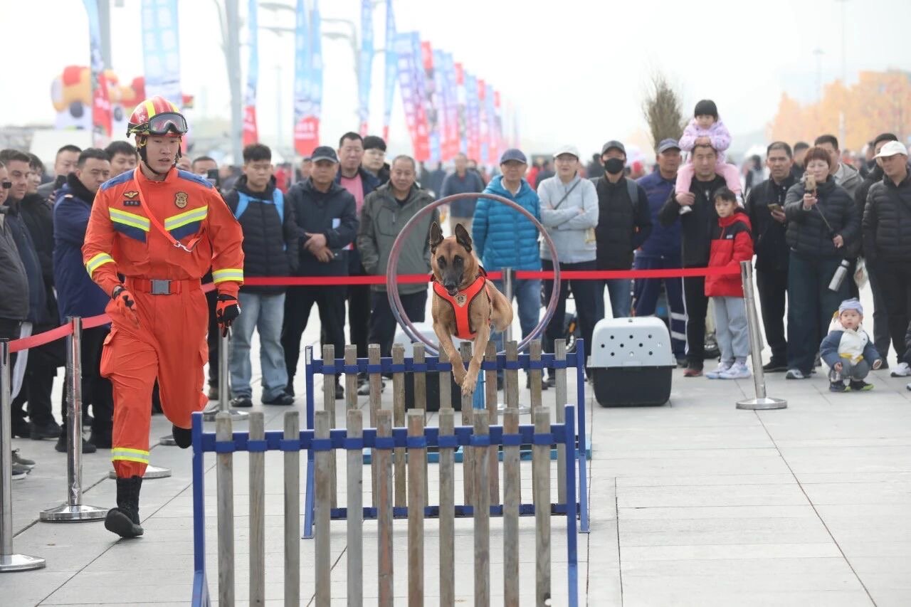 搜救犬在進行技能展示。北京消防供圖