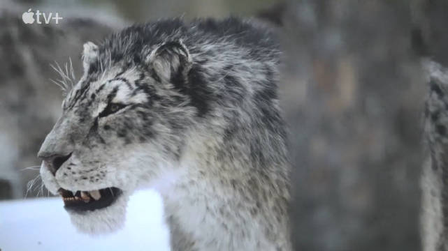 豆瓣高分纪录片《史前星球》第三季11月26日上线，汤姆·希德勒斯顿担任旁白