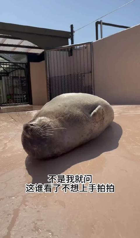 海豹在水里就是滑溜溜的，在外面晒太阳就是毛茸茸的，两种形态都很可爱！