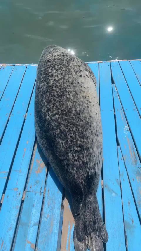 海豹毛绒绒的小秘密你知道了吗？