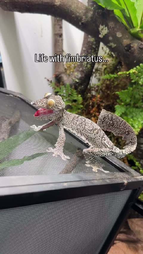 来自马达加斯加的亨氏叶尾壁虎