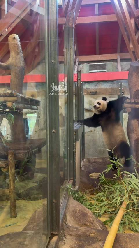 第一次看到真正的功夫熊猫 来源：西班牙熊猫日记