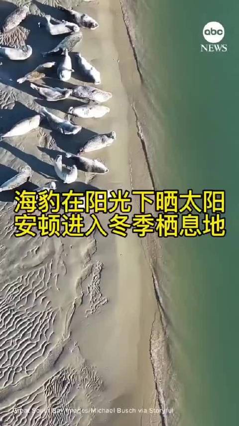 海豹在阳光下晒太阳，安顿进入冬季栖息地