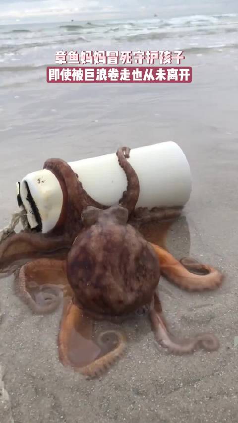 章鱼妈妈搁浅冒死将幼崽推向大海