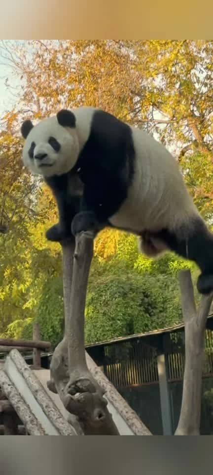 金黄背景下大熊猫萌兰展现超长飞天一字马