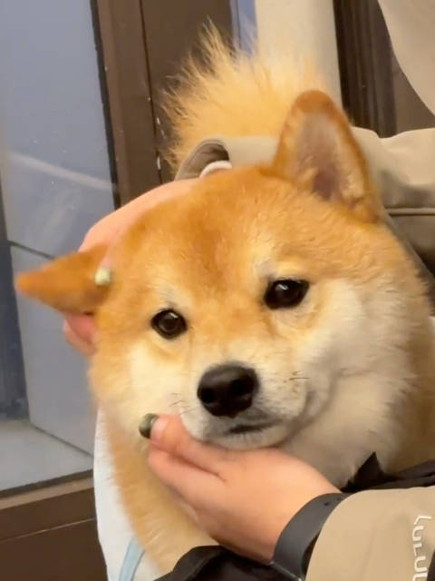 情绪稳定，想谈 海豹出击 ：颈鹿姜