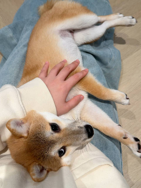 哦啊啊～耶～duang duang duang 宾利配合版