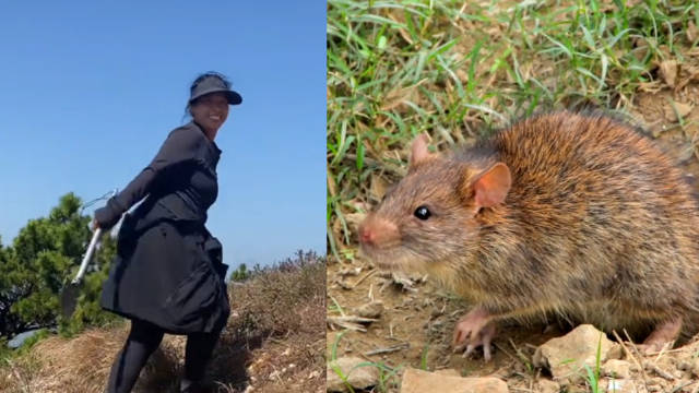 女子荒岛求生35天吃掉50只老鼠