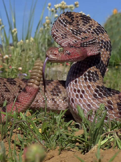 这条剧毒的瓦曼特兰响尾蛇是来自墨西哥中部的莫哈维响尾蛇中令人惊艳的亚种