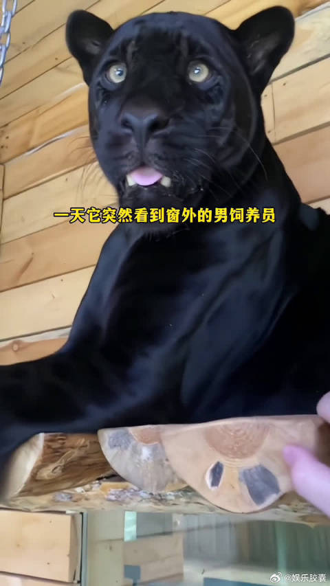 动物园里的小黑豹从小被男饲养员带大