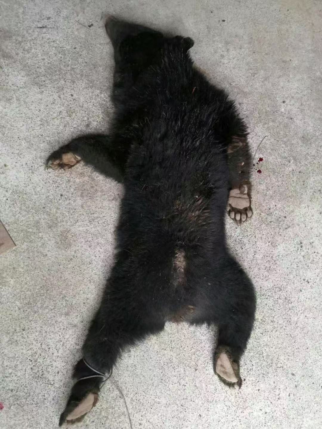 2025年2月底，道一與獵友們在日本北部山區成功捕獲一頭體長1.85米的黑熊。受訪者供圖