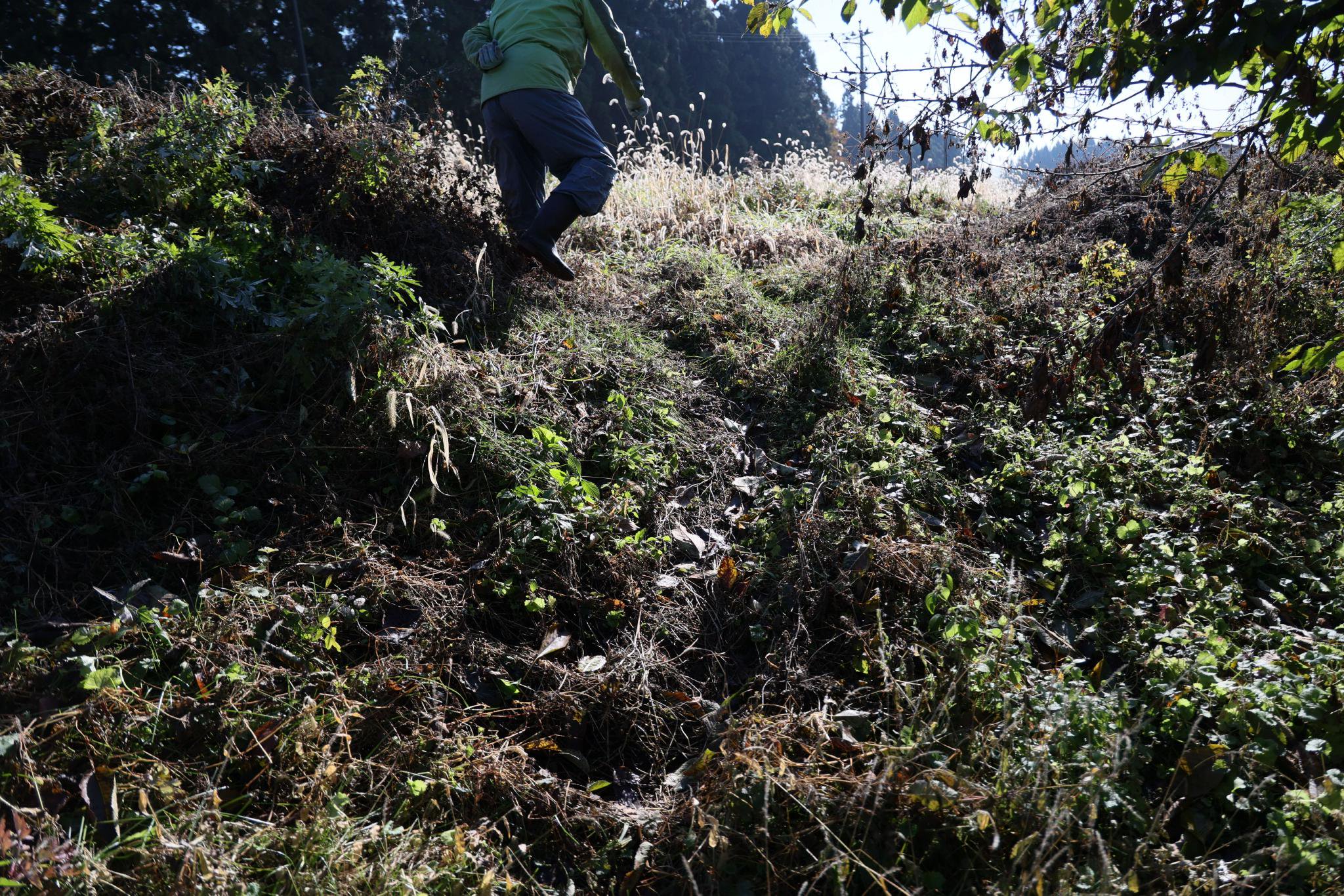 當地時間2025年11月6日，日本秋田縣鹿角市，一果園內發現疑似熊的蹤跡，該地區近期頻遭熊害困擾。圖/IC photo
