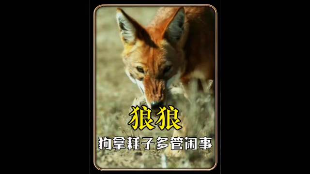 比起动物世界，我更感兴趣的是这么骚的解说