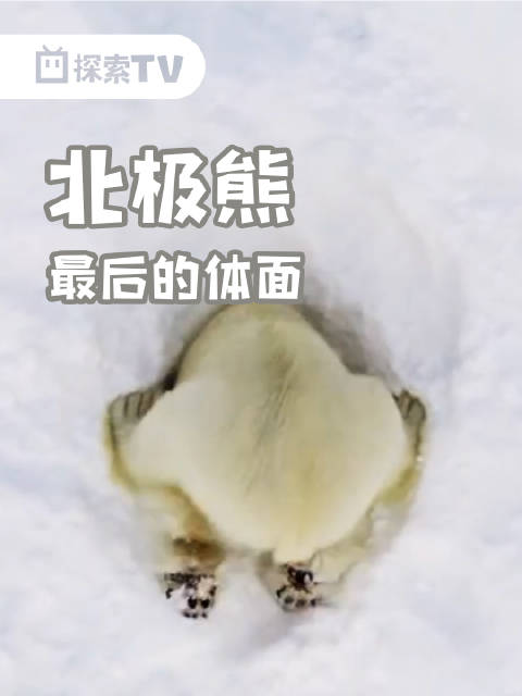 北极熊蹲守冰洞捕食海豹，超灵敏嗅觉锁定目标