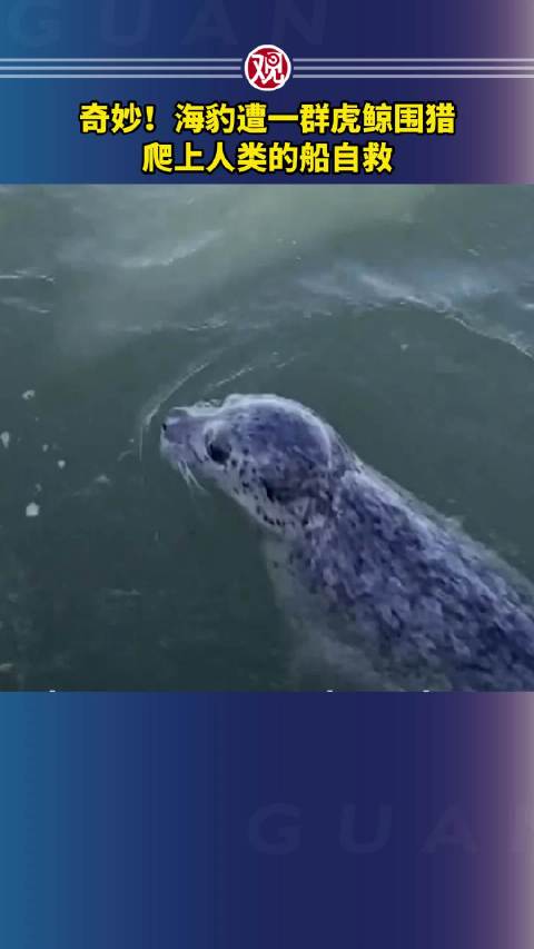 奇妙！海豹遭一群虎鲸围猎，爬上人类的船自救